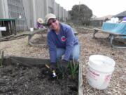 West Hazel Dell: Clark College student Amelia Rivero removes weeds at the Hazel Dell School and Community Garden on March 28.