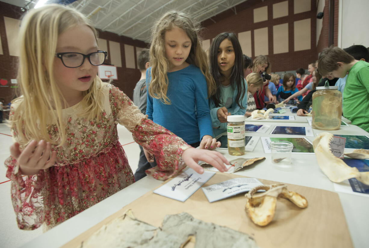 Students from Orchards Elementary School examine shark artifacts on display from the Oregon Coast Aquarium on Feb. 24. Voters in Evergreen Public Schools will cast ballots on a three-year replacement levy on Feb. 9.