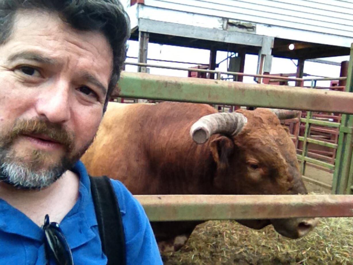 Zachary Kaufman and rodeo bull Red Robin in a calm moment.