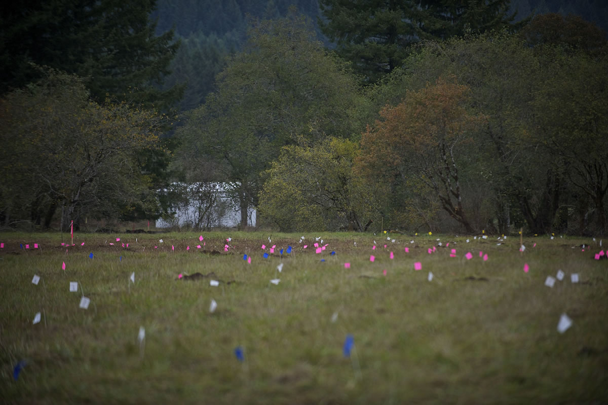 Flags represent spots where ordnance detection teams detected metal and had to dig along the Parade Ground at Camp Bonneville on Friday October 19, 2012.