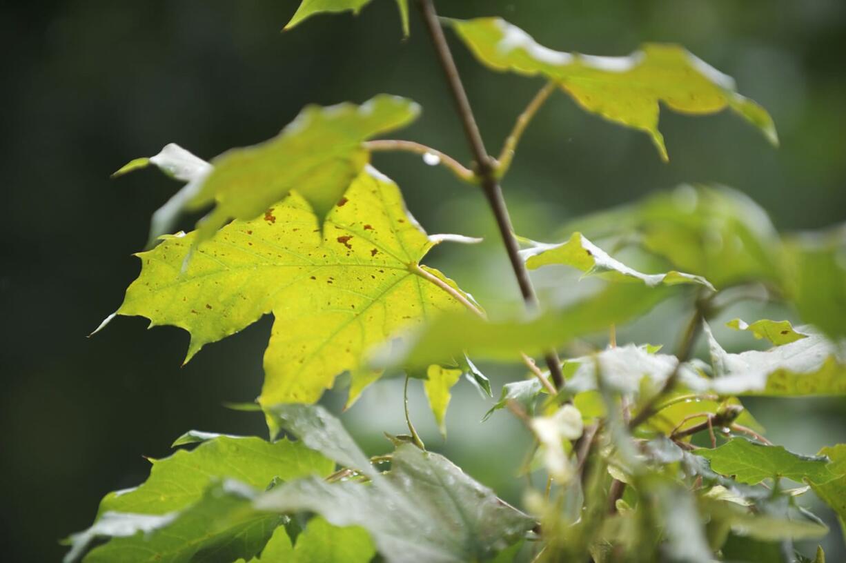 Even one really big maple tree can be a lot to deal with, Elsie Deatherage, city solid waste analyst said, as leaves in the Hearthwood neighborhood await their inevitable downfall.