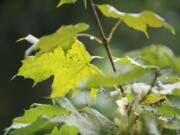 Even one really big maple tree can be a lot to deal with, Elsie Deatherage, city solid waste analyst said, as leaves in the Hearthwood neighborhood await their inevitable downfall.