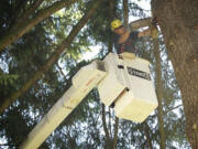 Rogelio Tinoco with Arborscape tree service prunes a Douglas fir in the East Barracks.