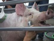 MOTT, short for Meat On The Table, gets a bath Friday at the Clark County Fair.