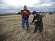 Lon Sudar, 59, of Longview and Cora Siipola, 26, of Kalama plant Pacific willow and black cottonwood trees on a wetland project in Battle Ground last month.