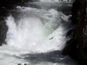 Wildlife officials have confirmed the presence of migrating fish -- likely steelhead -- in the White Salmon River upstream of Condit Dam. This photo was taken Monday at BZ Falls, about 12 miles above the river's mouth at the Columbia River.