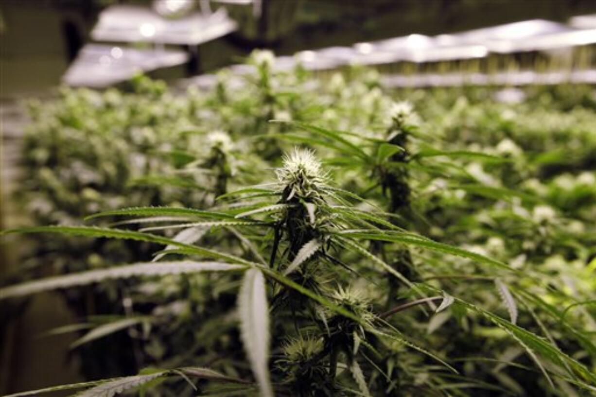 Marijuana plants flourish under the lights at a grow house in Denver, Thursday, Nov. 8, 2012. Marijuana legalization votes this week in Colorado and Washington state don't just set up an epic state-federal showdown on drug law for residents.