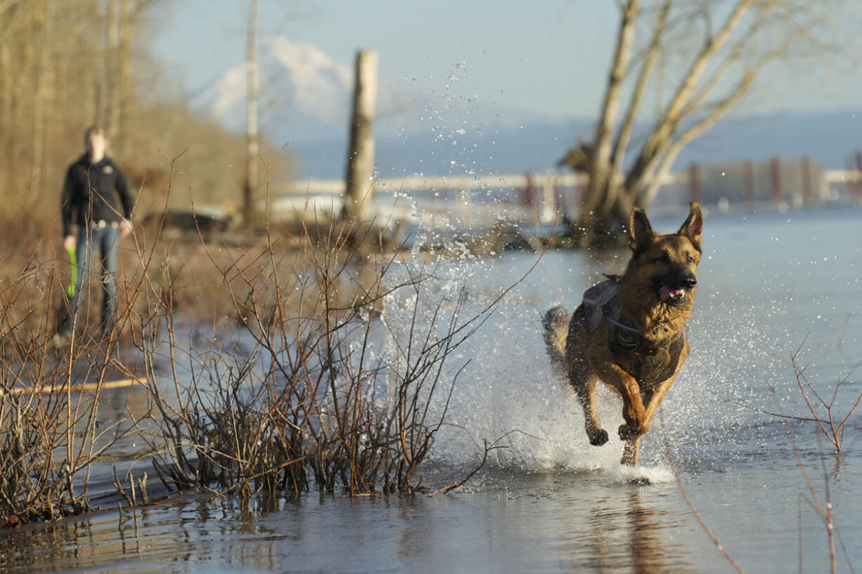 A woman and her dog take advantage of a beautiful day on the Columbia River near Wintler Park, Tuesday, January 20, 2015.