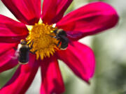 Bumblebees drop in on a dahlia in the garden outside the Fort Vancouver stockade during a July workshop at the National Historic Site.