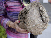 Lucia Falls: Mary Alice Carter holds an empty hornets' nest found on the East Fork of the Lewis River off Rock Creek Road.