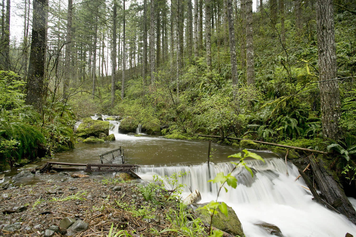 The Boulder Creek watershed outside Camas is where the city is preparing to harvest timber for the first time.