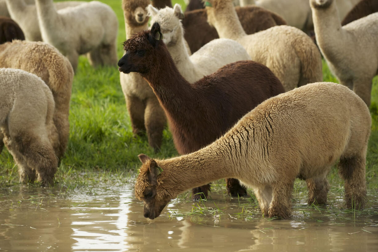 Pregnant alpacas at The Alpaca Group in Ridgefield are showing their baby bumps. In a few months, they'll give birth and be ready for shearing.