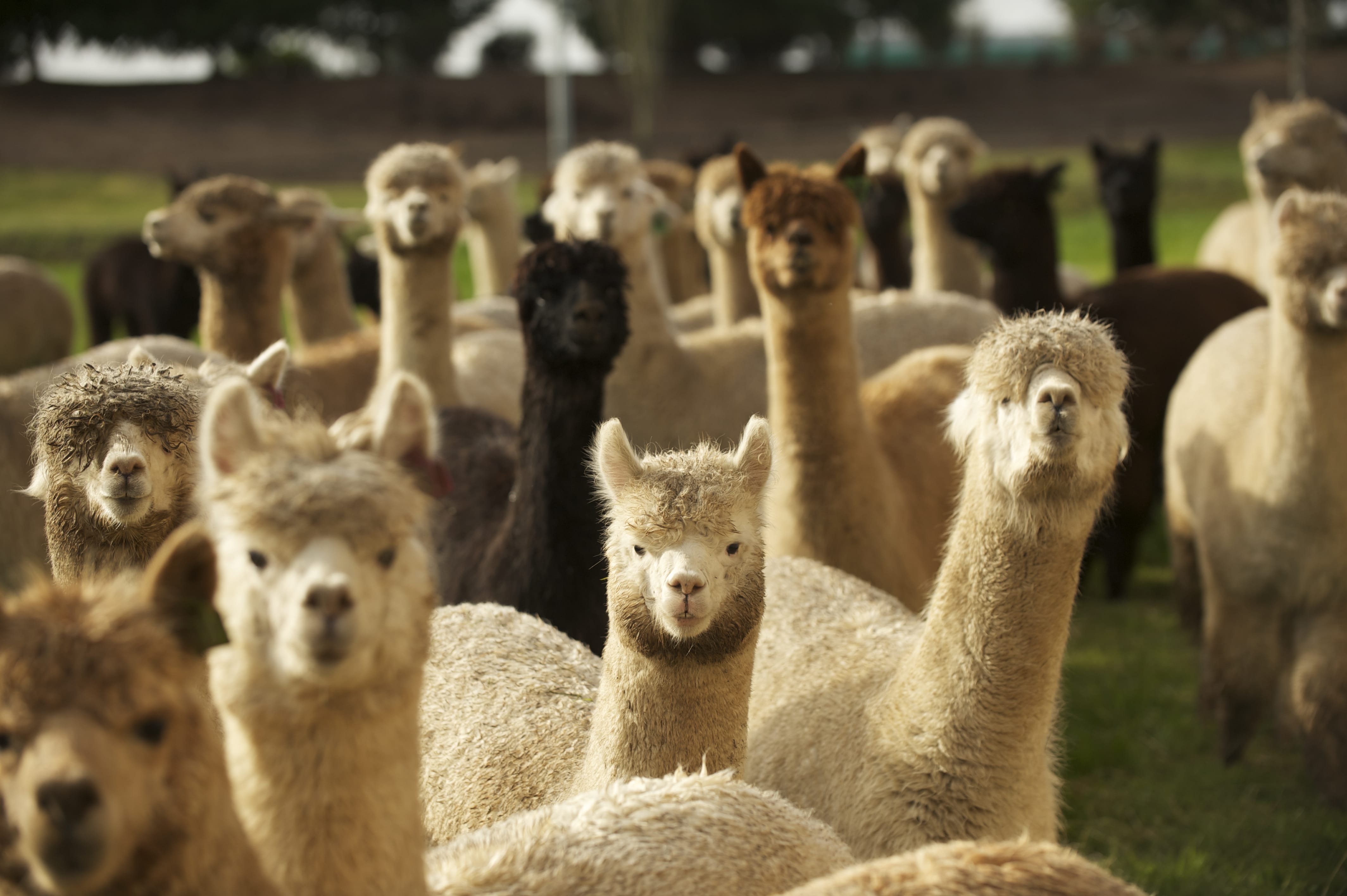 Alpacas at The Alpaca Group in Ridgefield are curious about humans, if shy about coming close, and some will get a chance to see lots of people at Alpacapalooza this weekend.