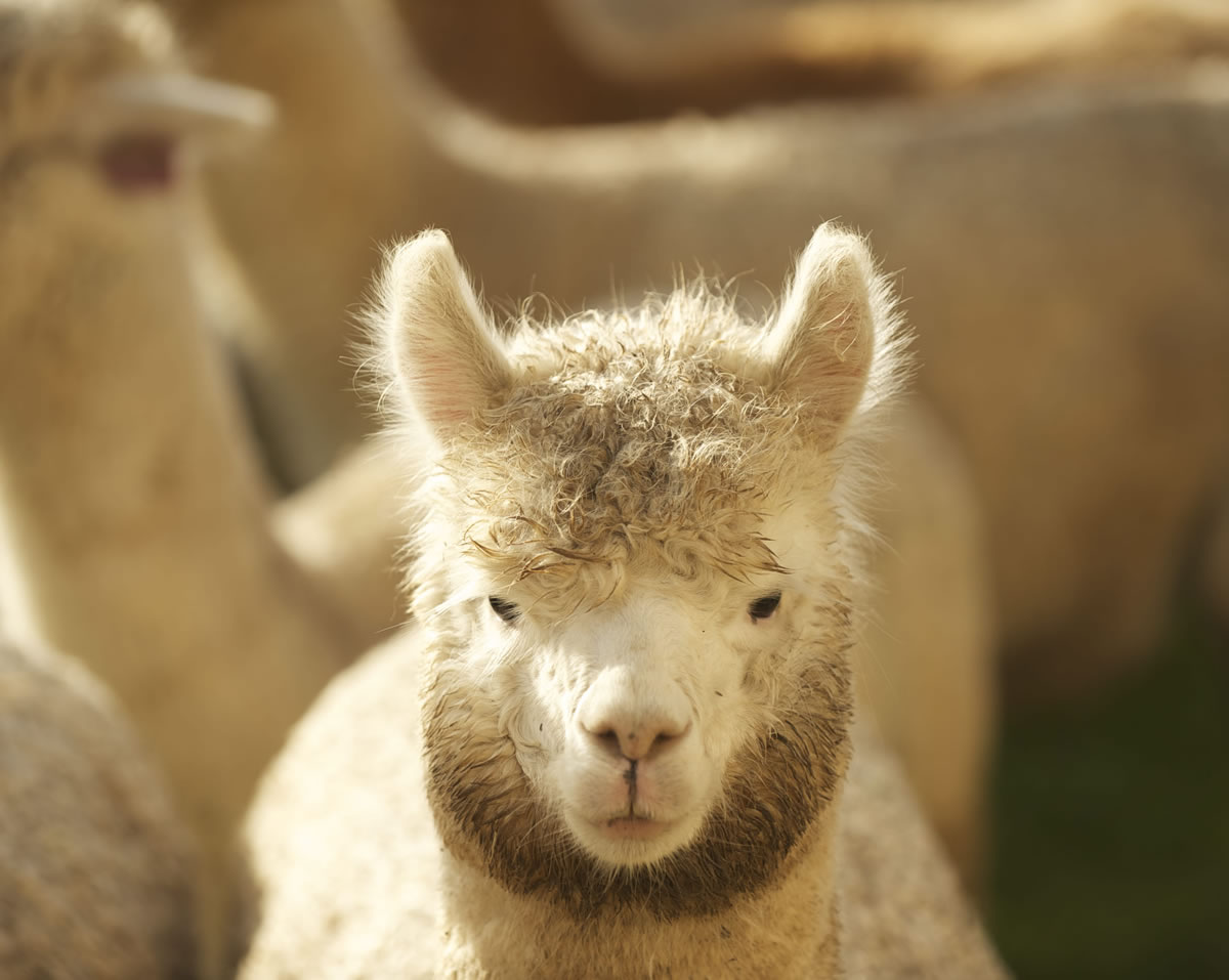 Alpacas at The Alpaca Group in Ridgefield look something like a cross between a giraffe and a poodle.