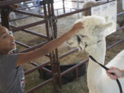 Olivia Courson, 9, of Battle Ground pets Jean-Pierre, an alpaca belonging to Lori Gregory, right, at the Clark County Fair on Wednesday.