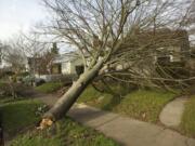 Cleanup continues in Clark County on Dec. 12, 2014, after high winds snapped trees and power lines. A tree rests on a house in the Carter Park neighborhood.