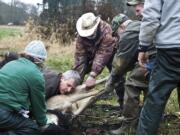 With support from a veterinarian and volunteers, head biologist Paul Meyers works quickly to untangle a deer from a drop-net at the Julia Butler Hansen National Wildlife Refuge for Columbian White-tailed deer in Cathlamet on Tuesday.