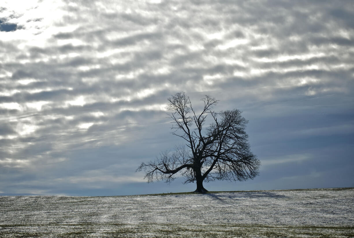 A lone tree stands in a snow-covered field in Ridgefield in January 2013.