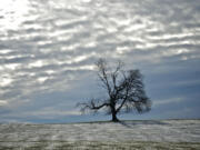 A lone tree stands in a snow-covered field in Ridgefield in January 2013.