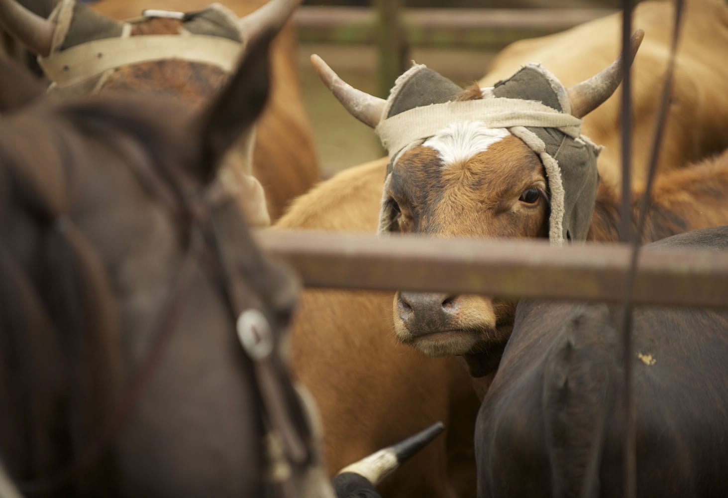 Participants eye each other Saturday morning at the Vancouver Rodeo.