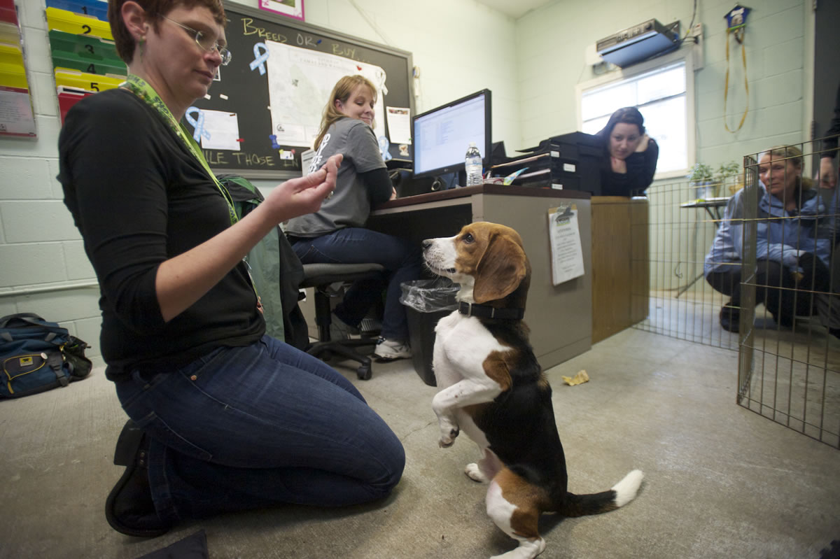 Tamara Scharfenkamp, the former executive director of the West Columbia Gorge Humane Society, feeds rescued dog Pachino.