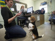 Tamara Scharfenkamp, the former executive director of the West Columbia Gorge Humane Society, feeds rescued dog Pachino.