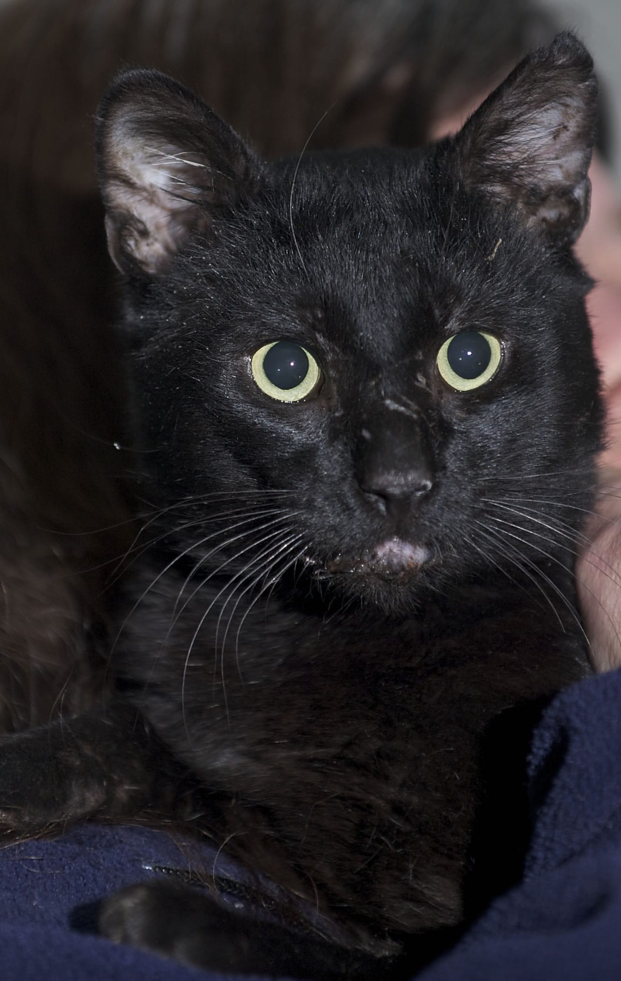 Veterinarians discovered the therapy cat Shade has feline immunodeficiency virus, the cat equivalent of HIV.