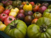 In each growing season, Goldman tests new types of tomatoes so he can offer variety to his many regular customers.