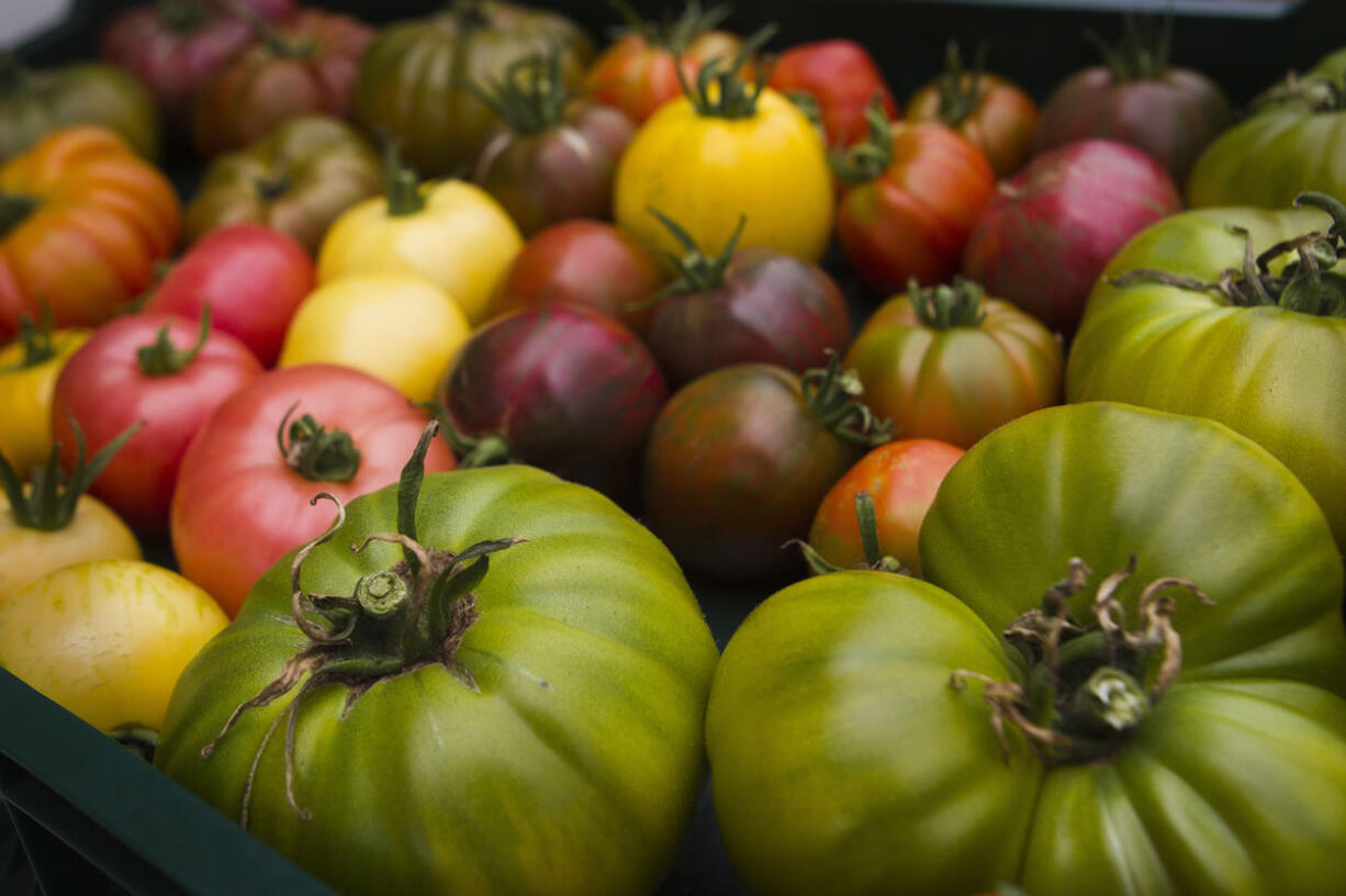 Ron Goldman of Home Grown Hydro Farms in Woodland experiments with new types of tomatoes each growing season. &quot;I don't know how many thousands of tomatoes I've tried and experimented with,&quot; he said.