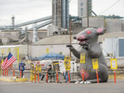 Local members of the International Longshore and Warehouse Union, locked out by United Grain Corp. at the Port of Vancouver, added a 12-foot-tall inflatable rat to their protest on Aug.