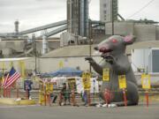 An inflatable rat joins the picket line with locked-out ILWU workers at the United Grain Corp.