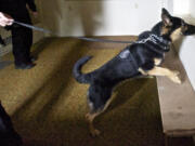 Luca, a 19-month-old German shepherd, is alerting his handler to the smell of heroin hidden inside a black fan.