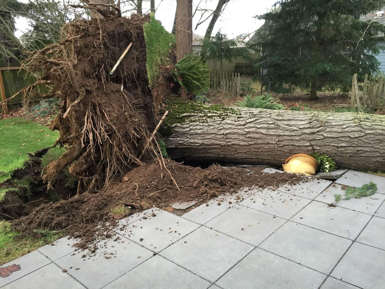 Salmon Creek: Heavy winds knocked over a 120-foot white fir tree at Susan Wiggs&#039; home, but it fell in a direction that it narrowly missed all nearby homes.