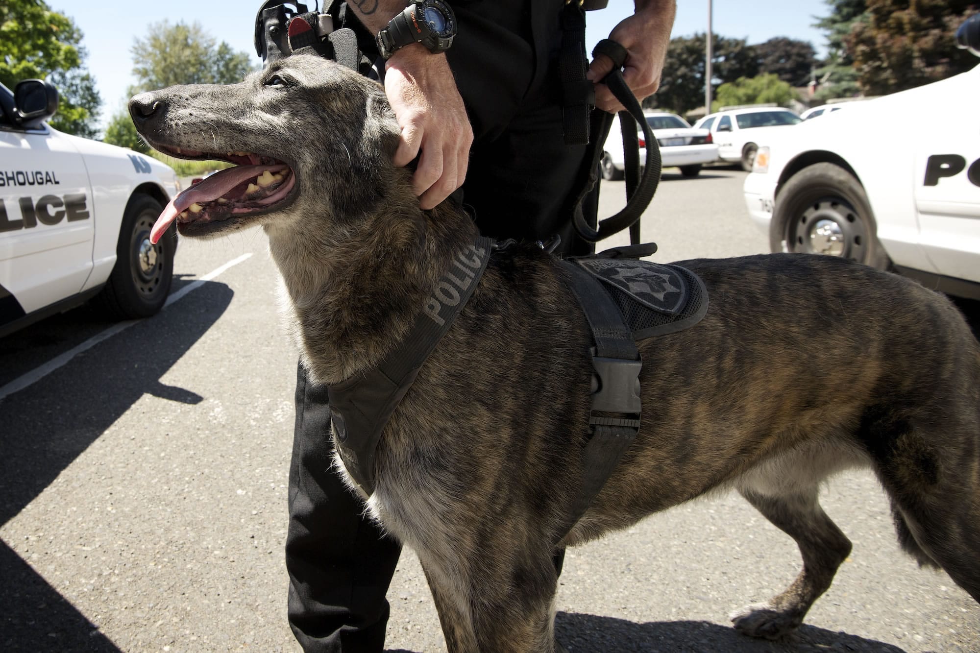 Dingo, Washougal's K-9 unit dog, will retire in October after seven years of service.