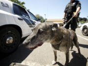 Dingo, Washougal's K-9 unit dog, will retire in October after seven years of service.