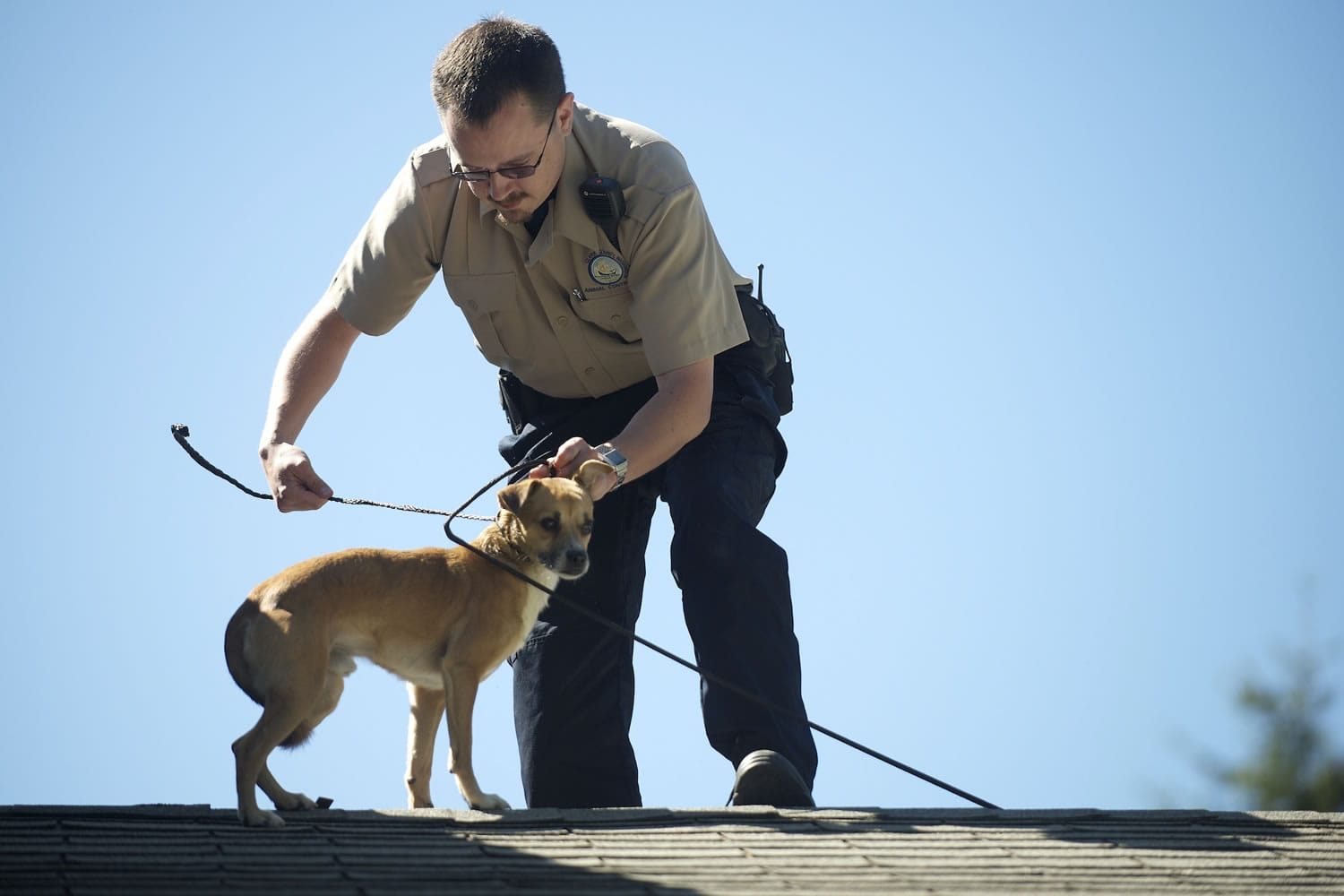 A Chihuahua mix named Brownie was stranded on the roof of an Orchards area house Monday morning.