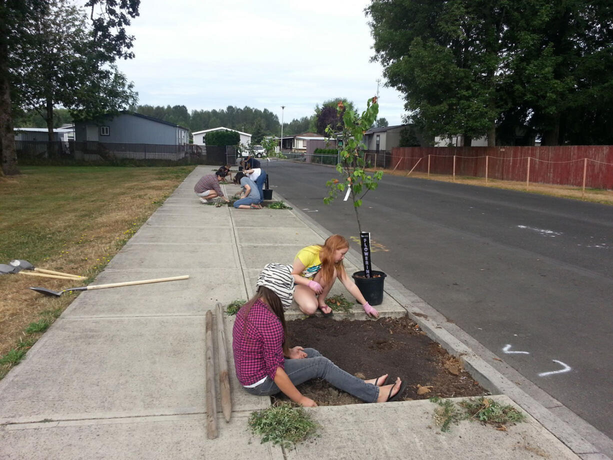 Battle Ground: Teens demonstrated just how Rocksolid they are by planting trees to replace the ones that were vandalized earlier this summer.