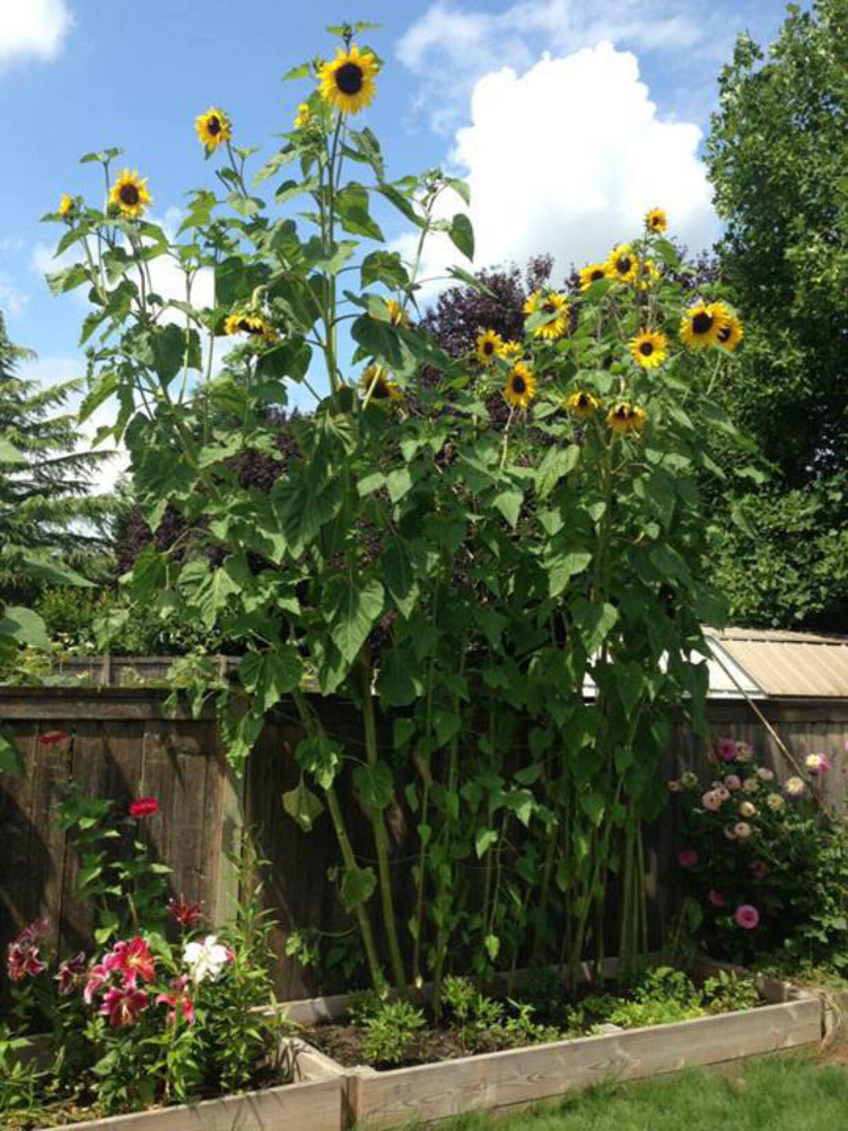 Burnt Bridge Creek: The fence behind these truly gigantic sunflowers is 6 feet tall, according to astonished gardener Crina Person.