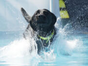 Diesel, a 21/2-year-old black Labrador owned by Wayne Snoderly of Battle Ground, powers through the water at Sunday's Speed Retrieval Dock Dogs event at the Clark County Fair.