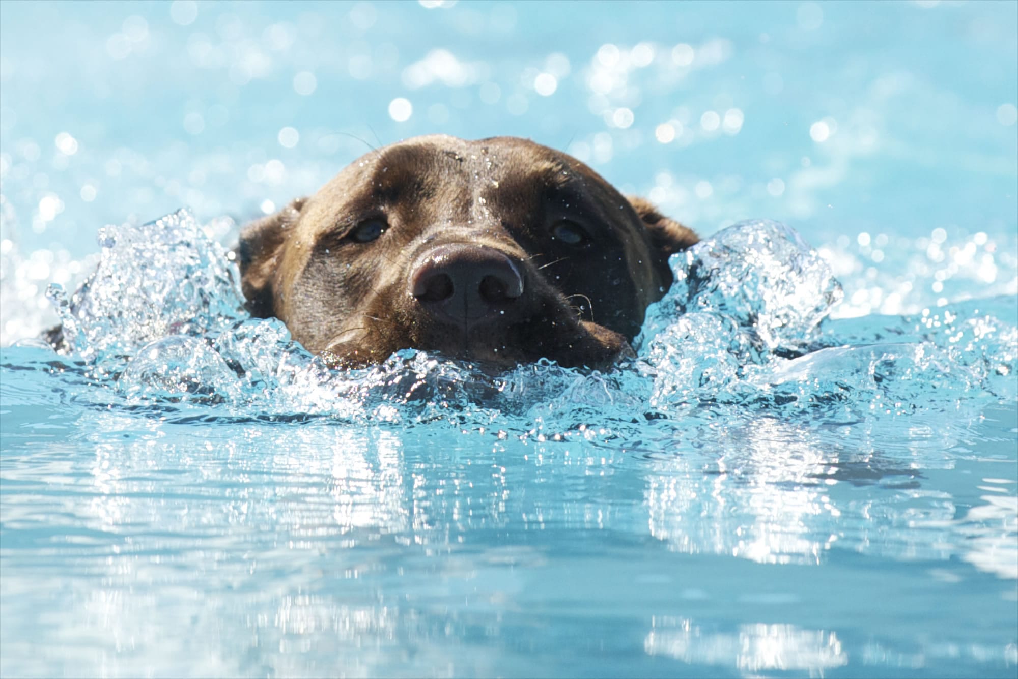 Jasper, owned by Darrell Hayes of Vancouver,  took second in the Speed Retrieval event of the Dock Dogs competition at the Clark County Fair on Sunday.