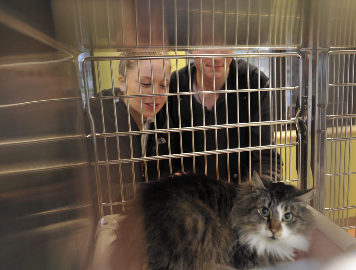 Alaina Stewart, left, and Brannon Stockton look into a cat cage at the Humane Society for Southwest Washington in Vancouver this month. The holidays are a common time to adopt a pet.