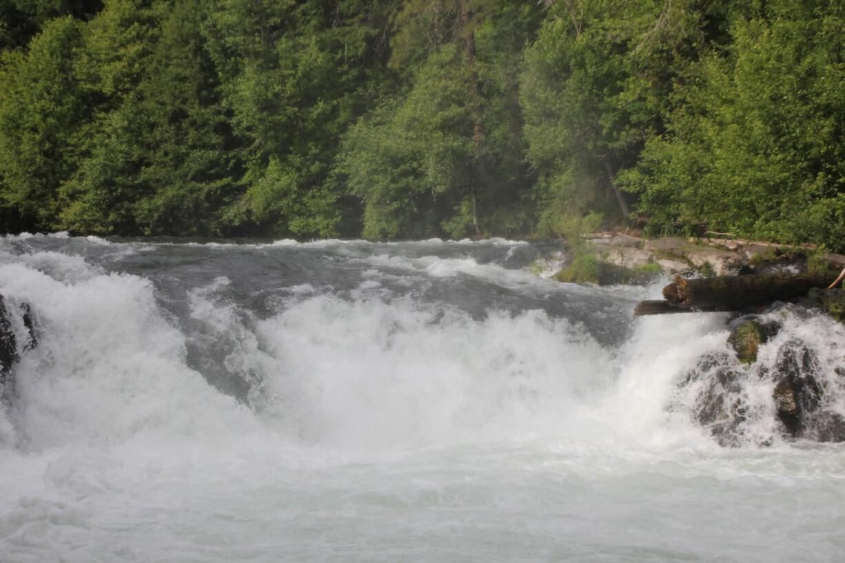 Fall chinook salmon are not expected to go upstream beyond Husum Falls at river mile 7.6.