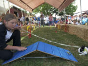 Erin Marble, 10, of Vancouver, taps on a framed ramp to entice her rabbit, Snoopy, to cross it during an agility course competition Thursday at the Clark County Fair.