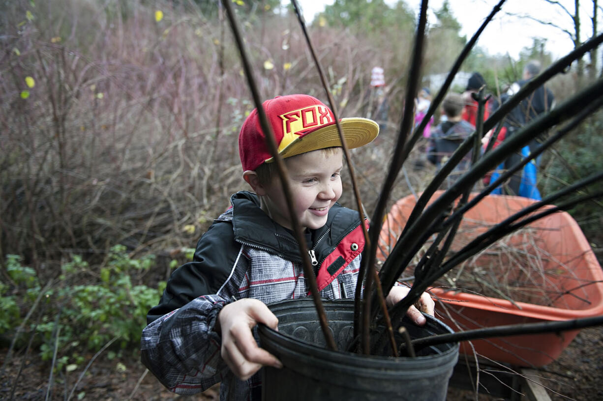 Jayden McIntyre, 10, a fifth-grader at Laurin Middle School in Battle Ground, carries the Douglas spirea he dug up Wednesday at the Center for Agriculture, Science and Environmental Education in Brush Prairie. Next fall, Laurin students will transplant the native plants in their school&#039;s new Laurin Outdoor Learning Area, nicknamed LOLA.