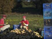 Mark Kaeser, 37, left, and Ryan Robenalt, 28, pack the harvested butternut squash into plastic crates.