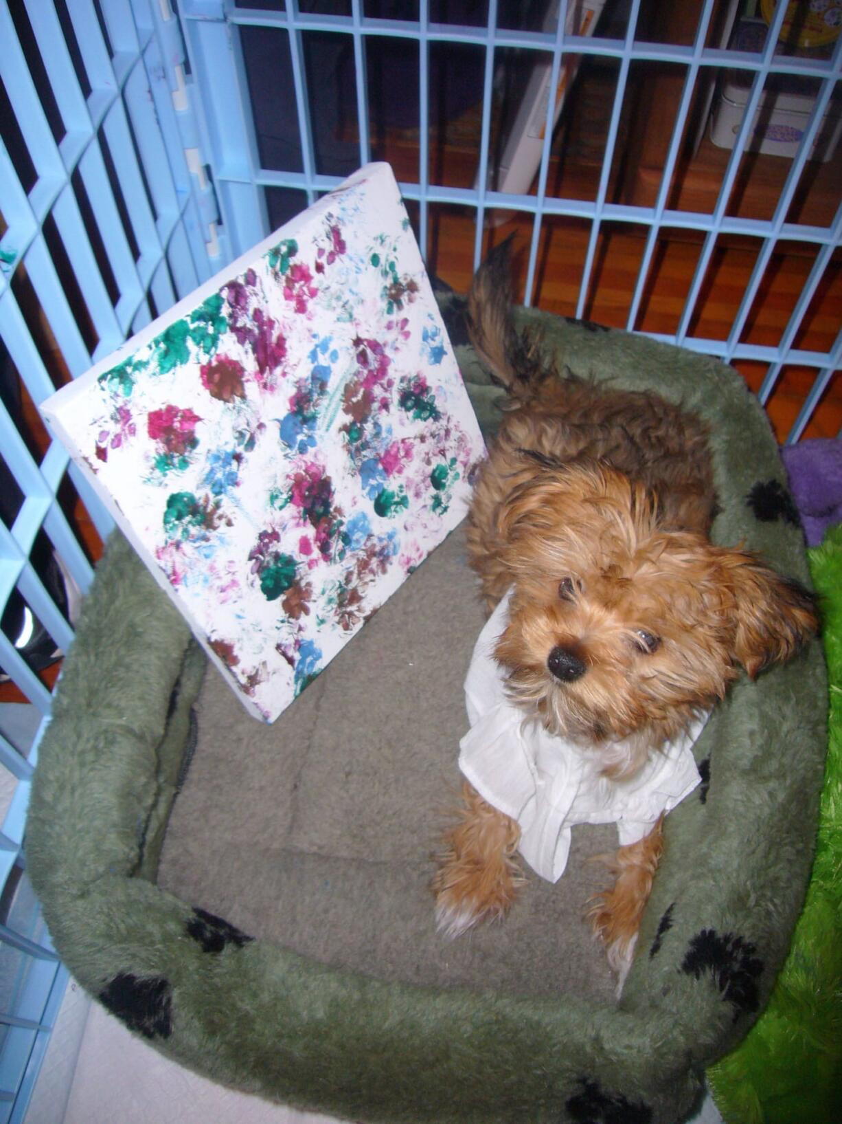 Salmon Creek: Rescued dog Fluffy Shark proudly displays his first painting, which was auctioned off for $700 to support Panda Paws Rescue.