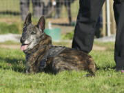 Washougal Police Department K-9 dog Dingo attends his retirement party on Saturday at the Stevenson Off-Leash Dog Park in Washougal on Saturday.