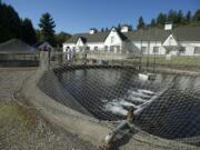 Photos by Steven Lane/The Columbian
Visitors look at the thousands of trout being raised to a &quot;catchable size&quot; in outdoor ponds at the Vancouver Trout Hatchery, part of the Columbia Springs natural area. The hatchery celebrated its 75th anniversary this week.