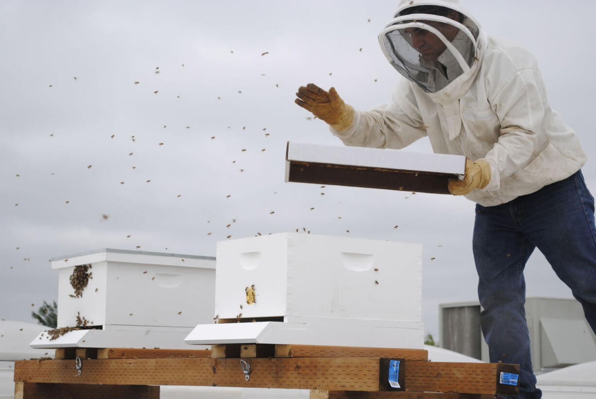 Portland beekeeper Damian Magista taps a container on July 8 to persuade thousands of honey bees to enter their new home on the roof of the Fisher's Landing New Seasons Market.