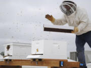 Portland beekeeper Damian Magista taps a container on July 8 to persuade thousands of honey bees to enter their new home on the roof of the Fisher's Landing New Seasons Market.